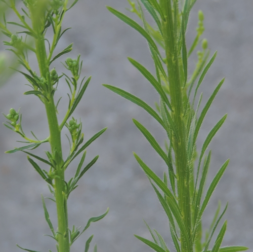 Piante ruderali -  Erigeron canadensis